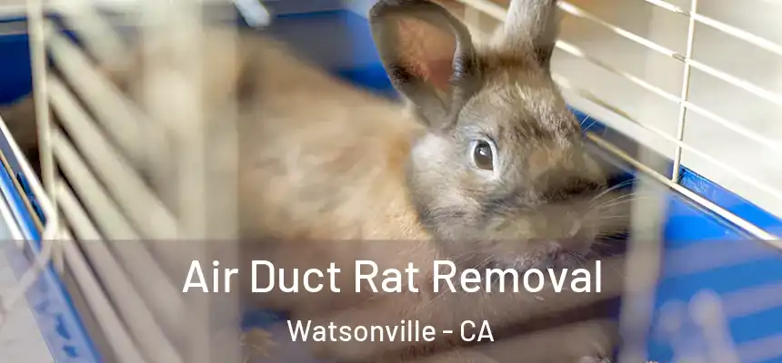  Air Duct Rat Removal Watsonville - CA